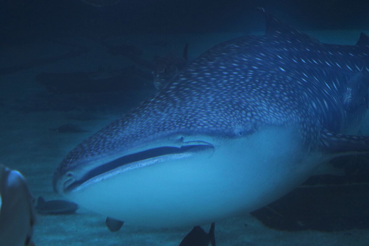 Whale_Shark-8baa9cf1-2500