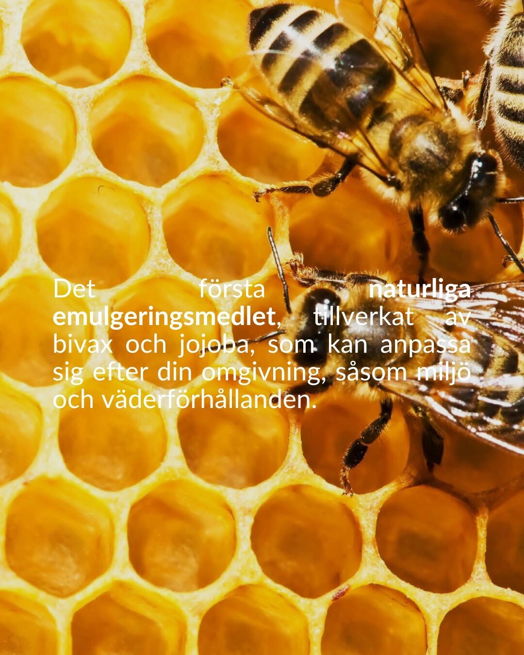 soberbia (7)
