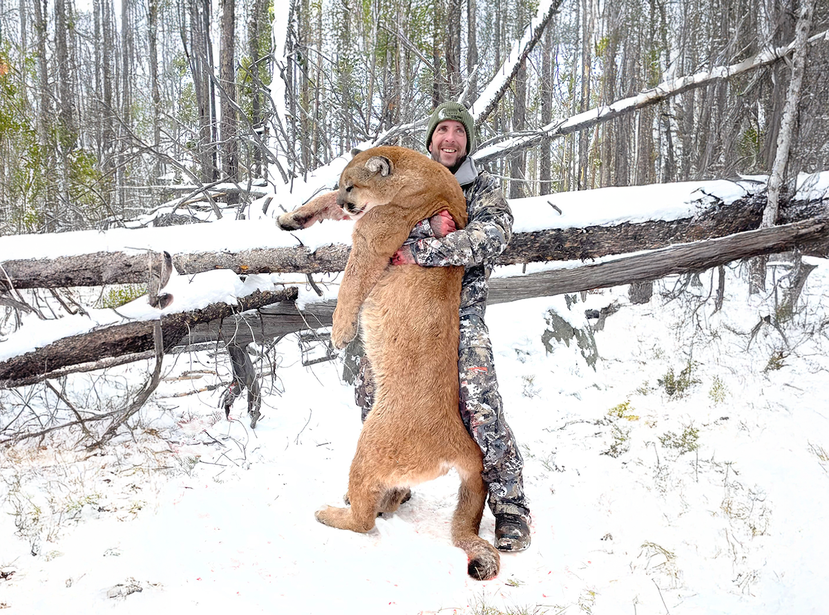 Mountain Lion Hunting Guide