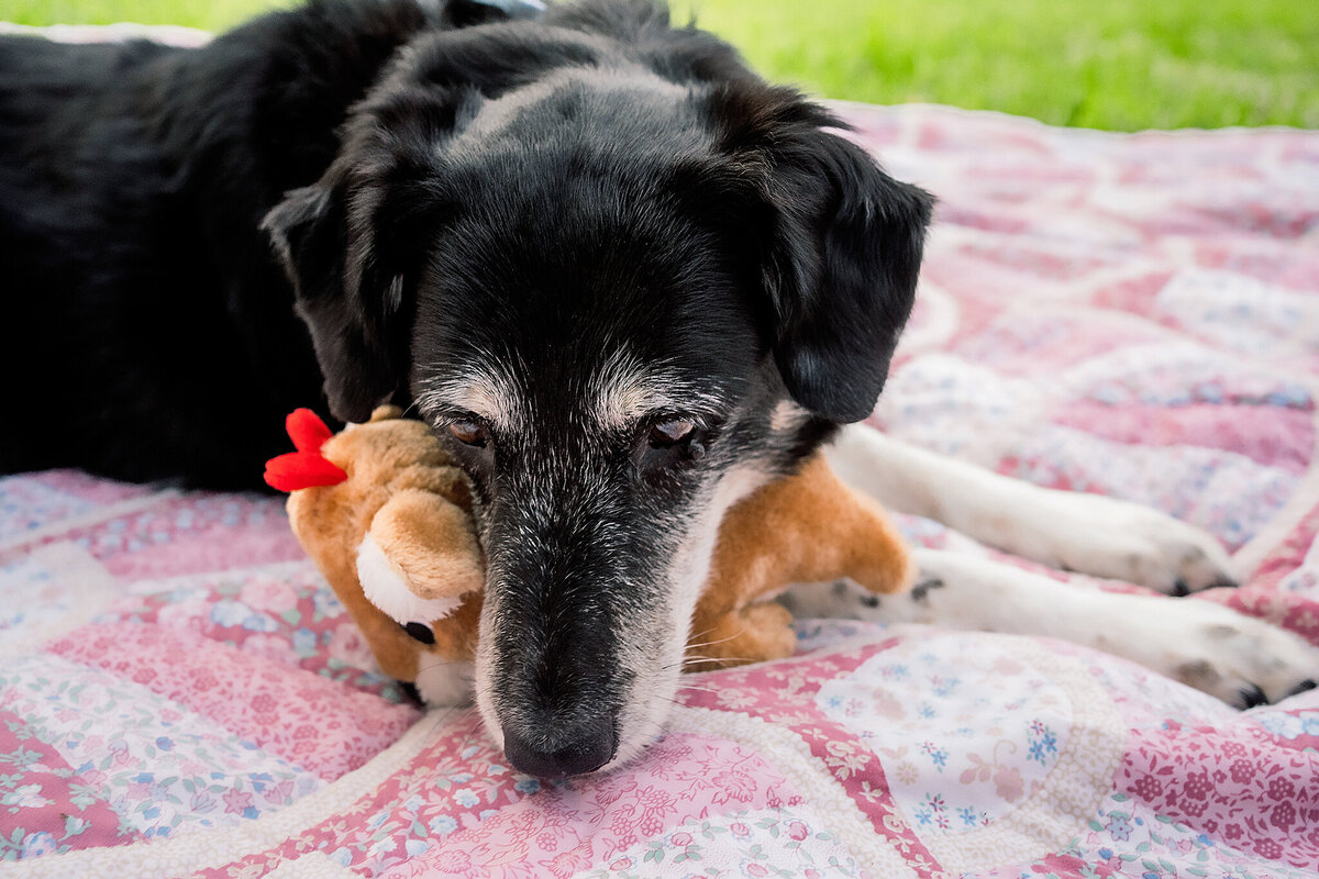 New Orleans Pet Photographer 18