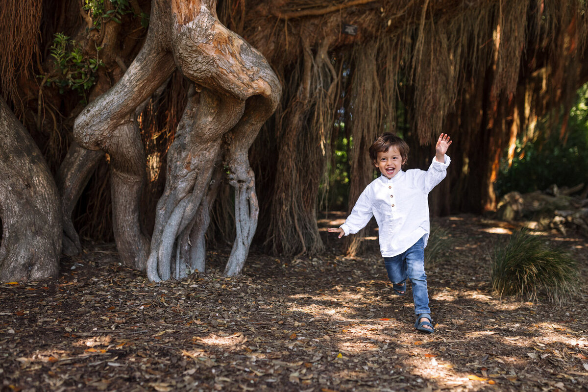 4 year-old-boy running  by large old tree in San Francisco Botanical Gardens