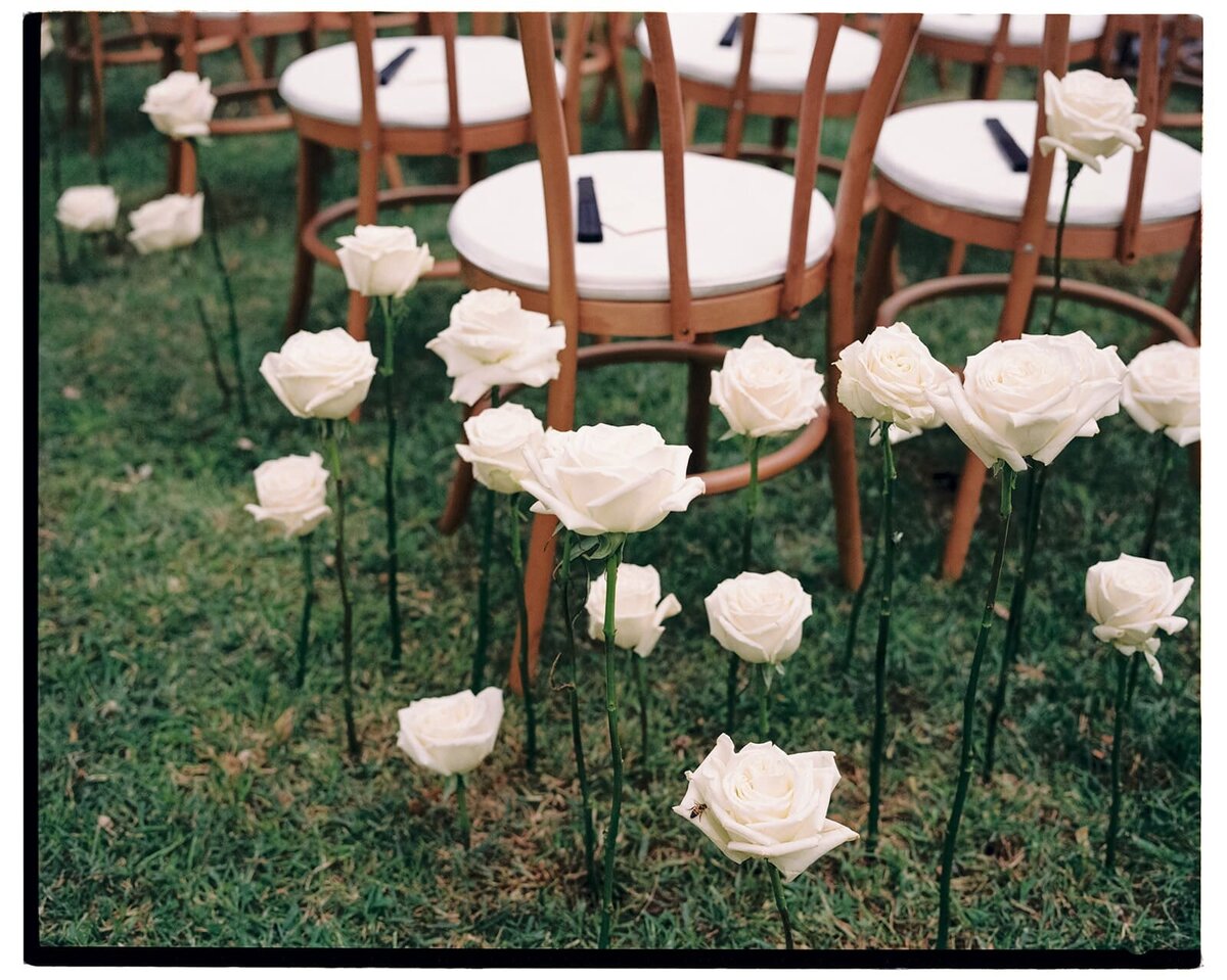 roses-plantees-dans-le-sol