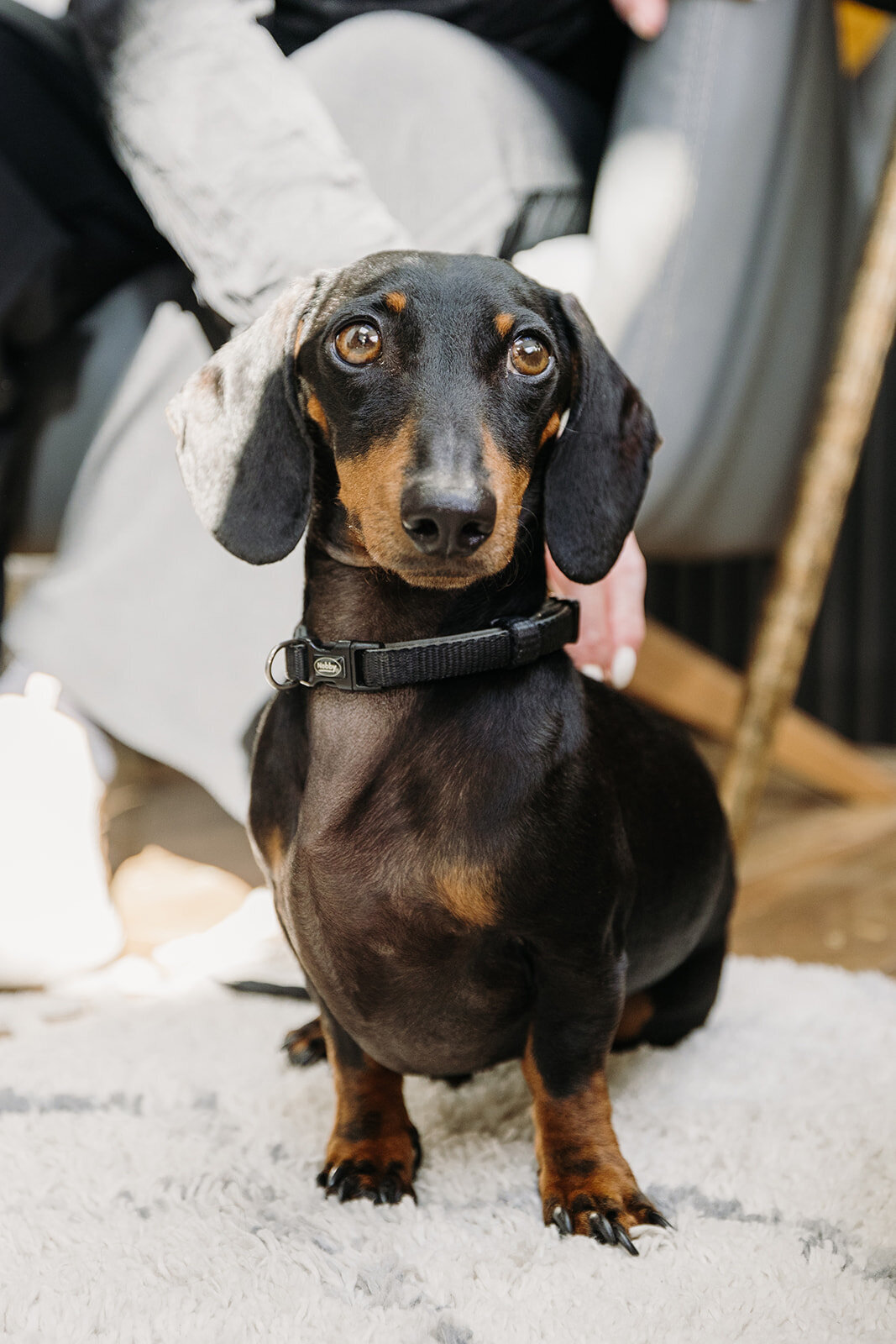 Bride and groom's dachshund at their wedding at Smock Alley in Dublin, Ireland