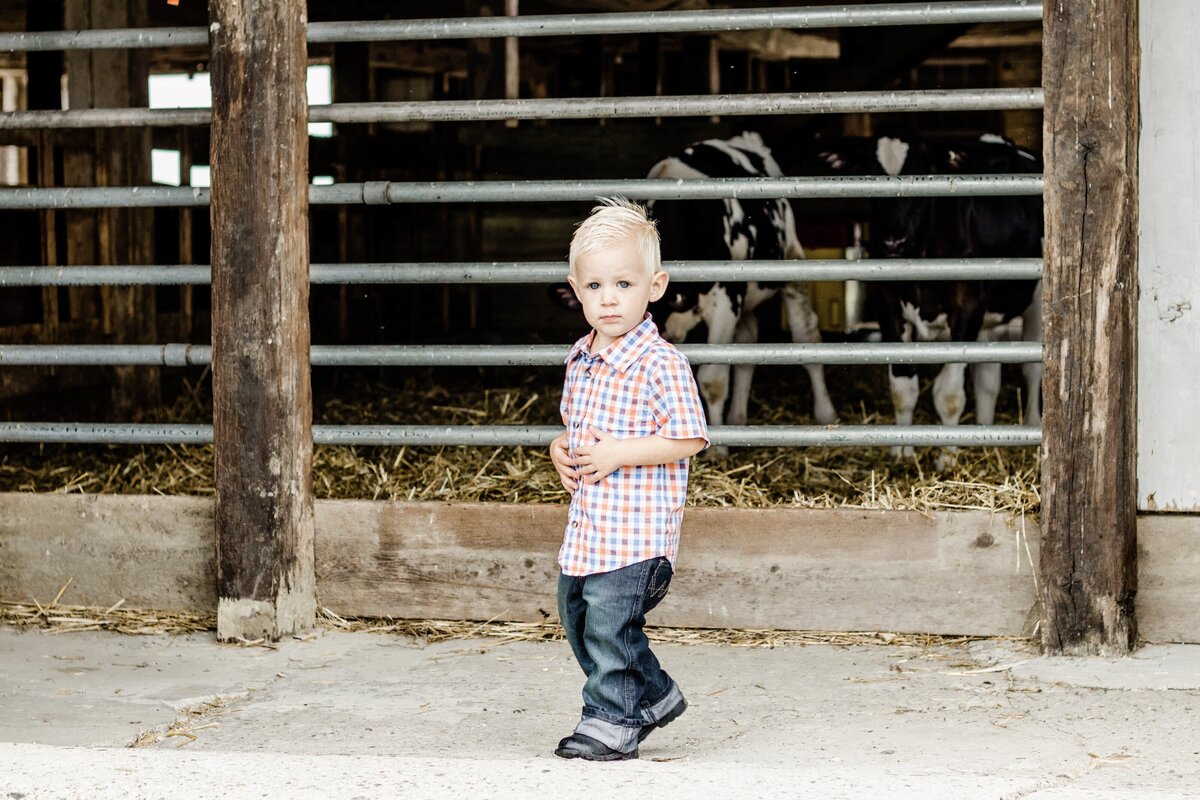 little boy walking by cows