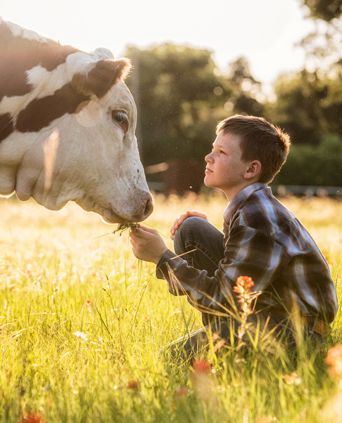 boy feeding hereford cow