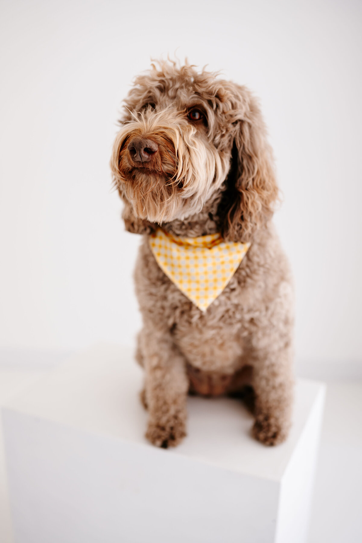 pet portrait 2
