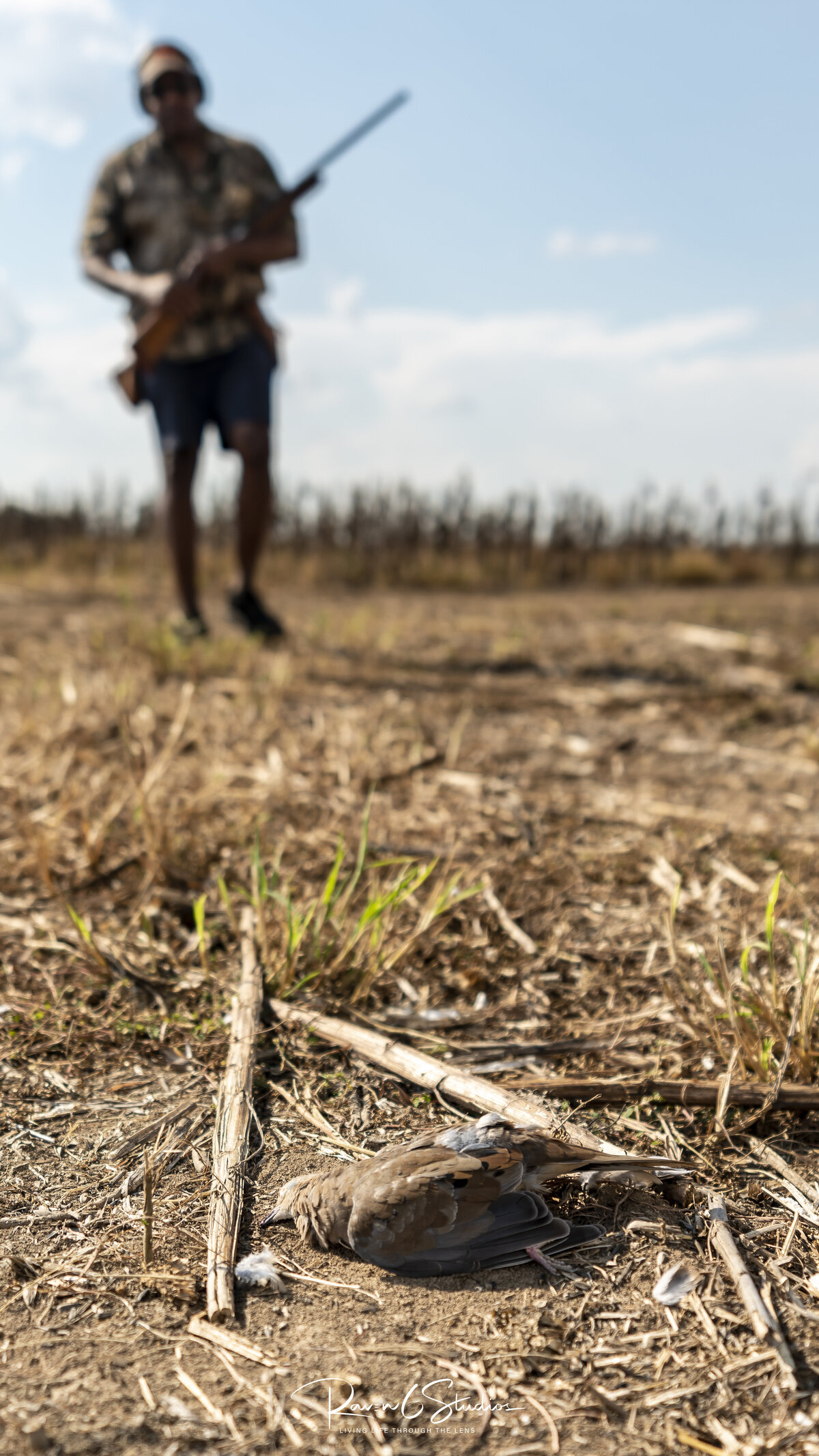 Dove hunting with Jason Miller and Raven 6 Studios