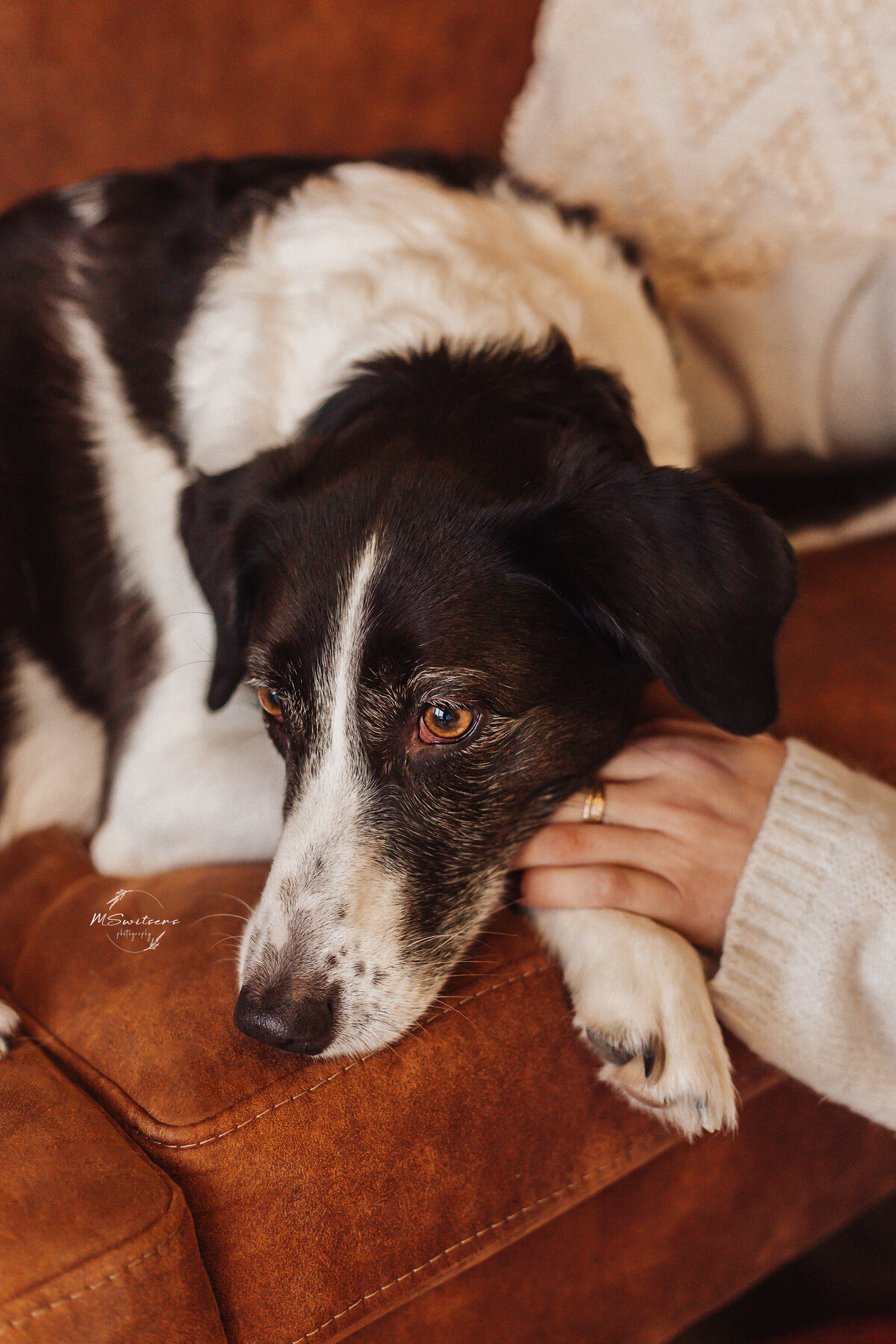 Border collie liggend in de zetel tijdens hondenfotoshoot in de daglichtstudio te Geel met Mswitsersphotography als hondenfotograaf. 