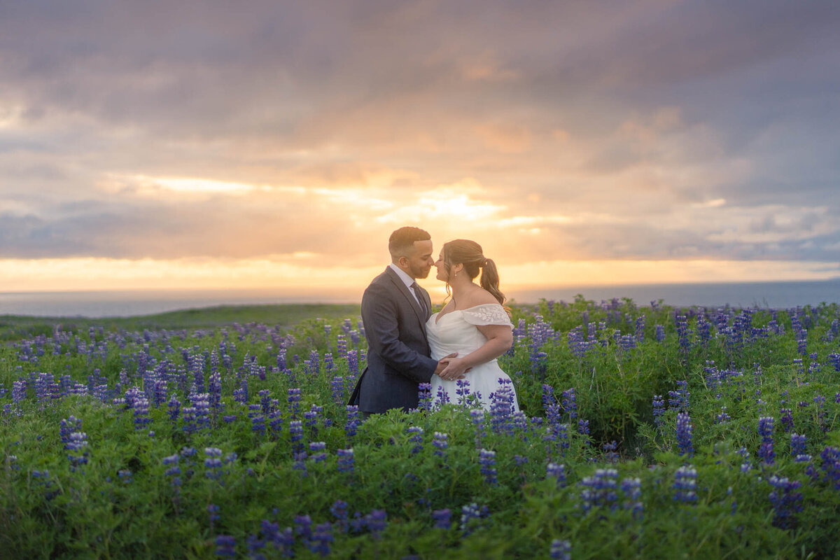 couple-lupine-field-sunset-elopement-wedding-iceland