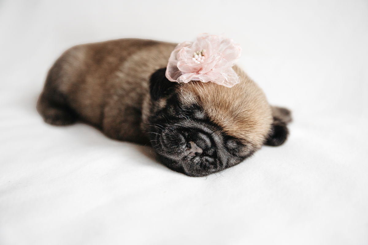 newborn puppy photography
