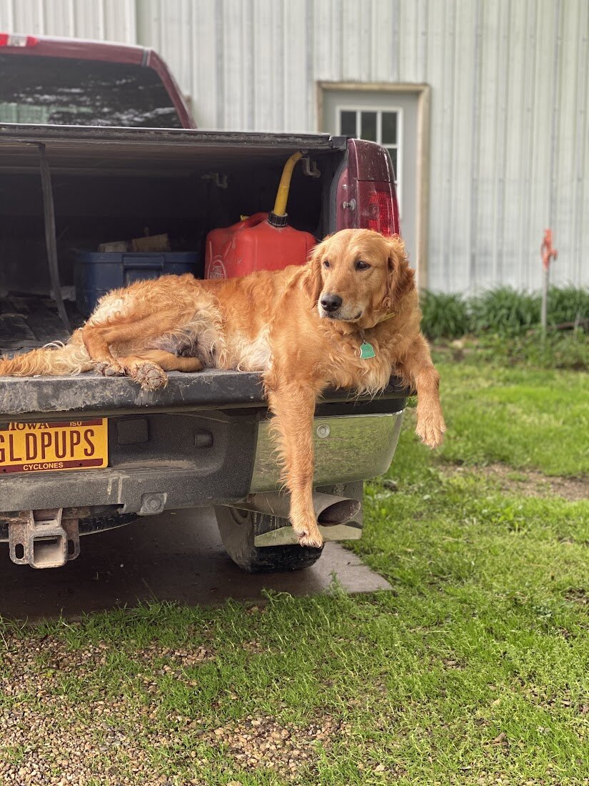 Appelgate-golden-retriever-puppies-Tess-10