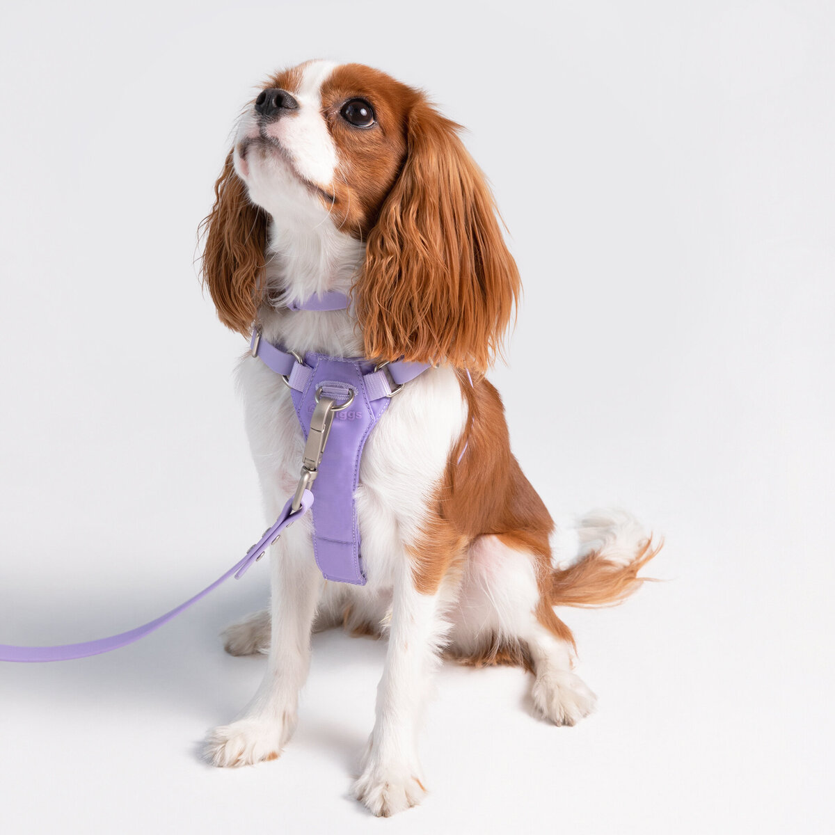 Harness_Dog_xSmall_Lilac_Front