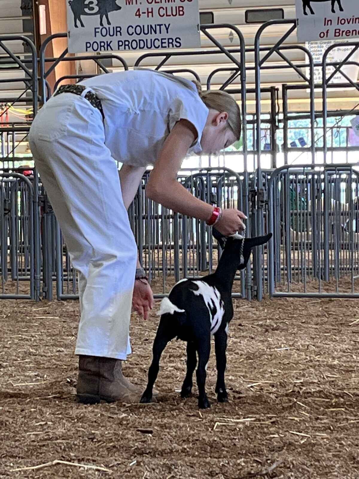 nigerian-dwarf-goat-participating-in-adga-indiana-state-fair-goat-show