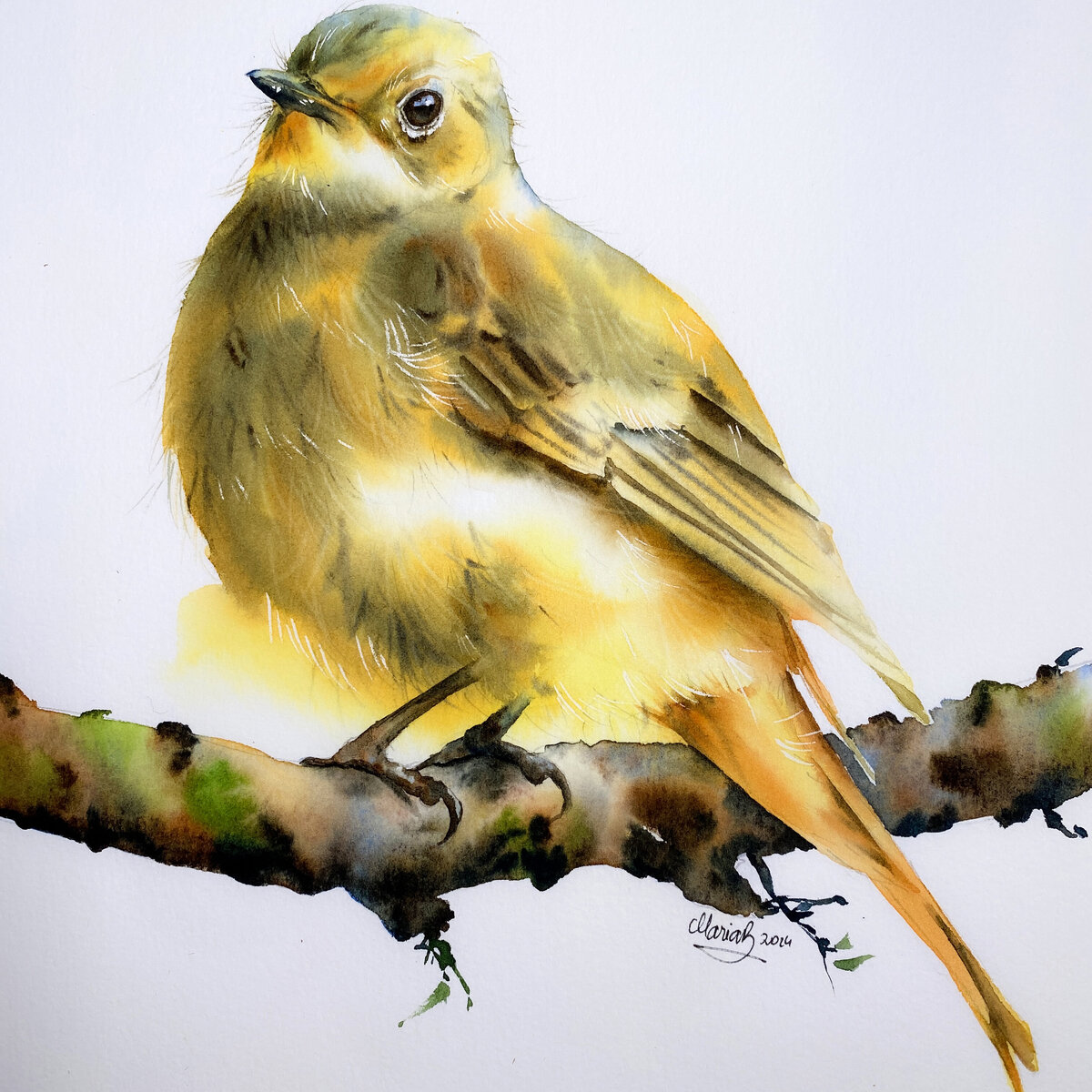 yellow-bird-watercolours