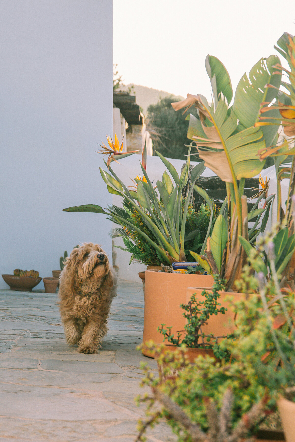 bo-eppink-photography-farm-labritja-botanica-campaign-ibiza-spain-lifestyle-16