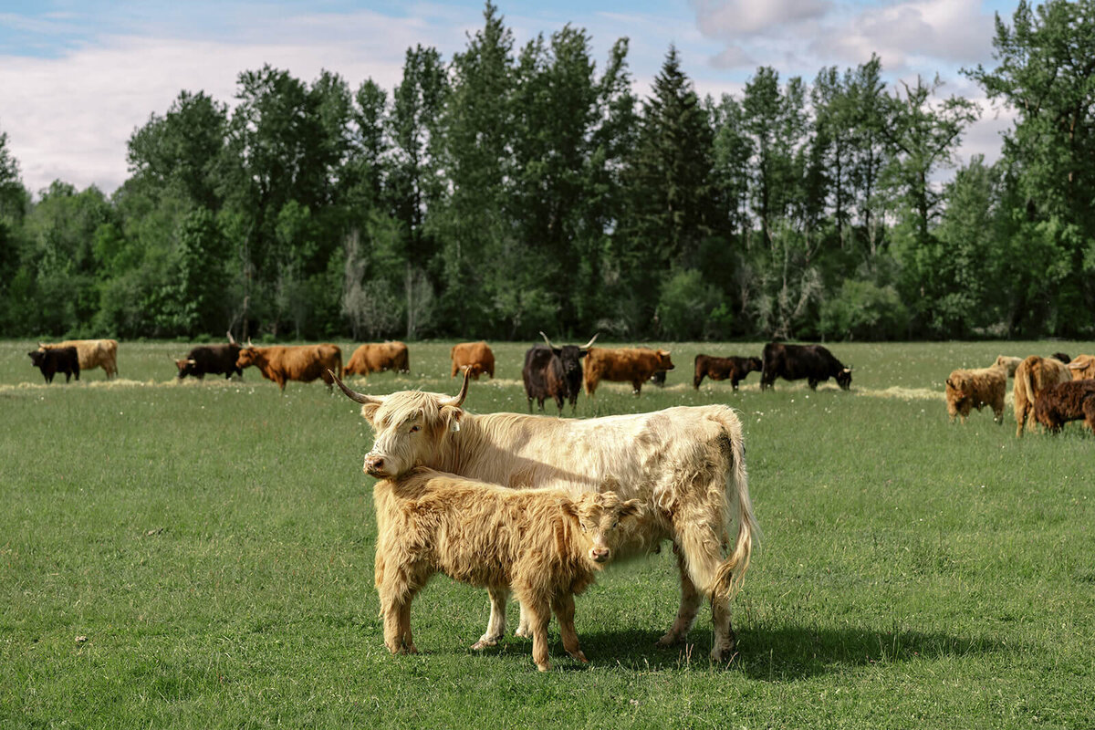 Two cows lean on each other at an outdoor farm wedding with more cows in the background.