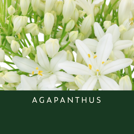 Agapanthus