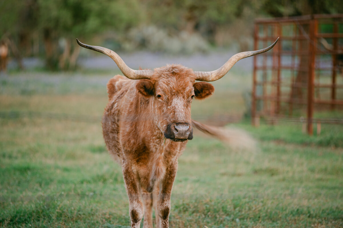 Erin_Marcin_Photography_Texas_Wedding_Photographer-0328