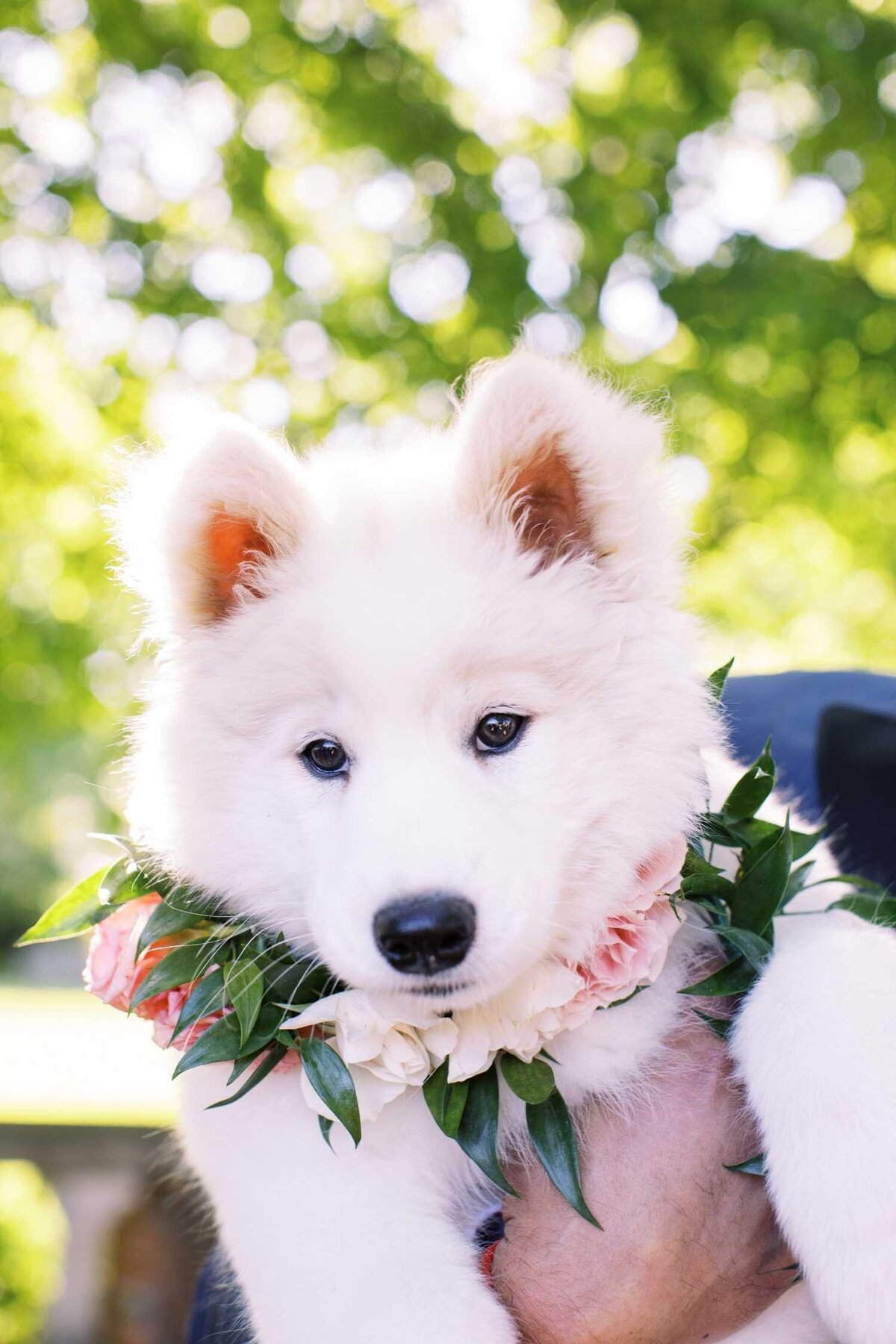Dog in Wedding with Floral Collar at Luxury Chicago North Shore Garden Wedding Venue