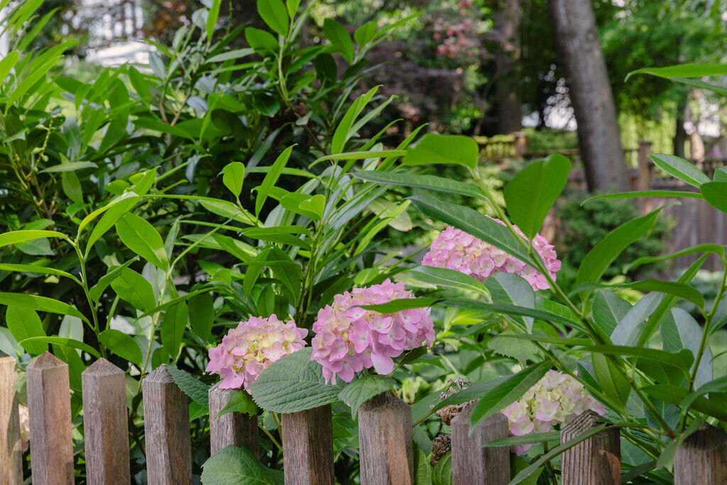 perennial border planting washington dc 7