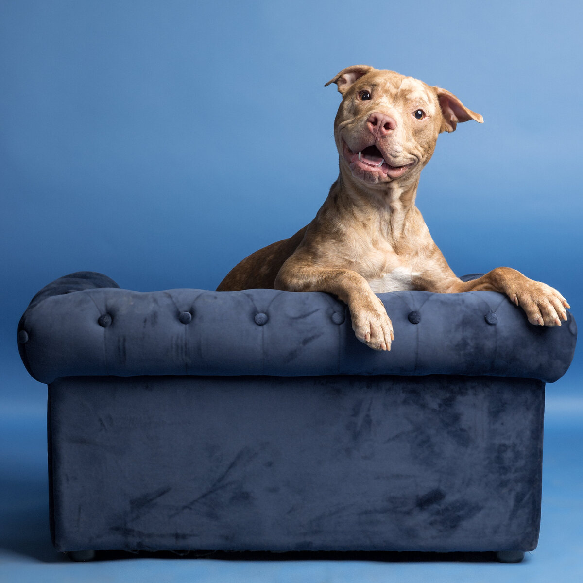 Pet photos studio Cleveland Ohio--34