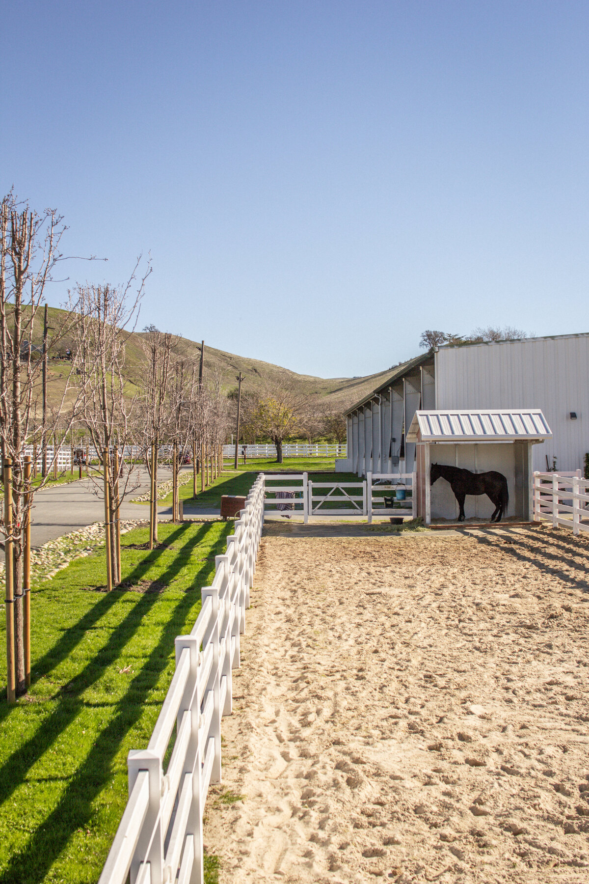 A long, large sand turn out is shown with a covered run-in shed, a bay horse is standing in the shed