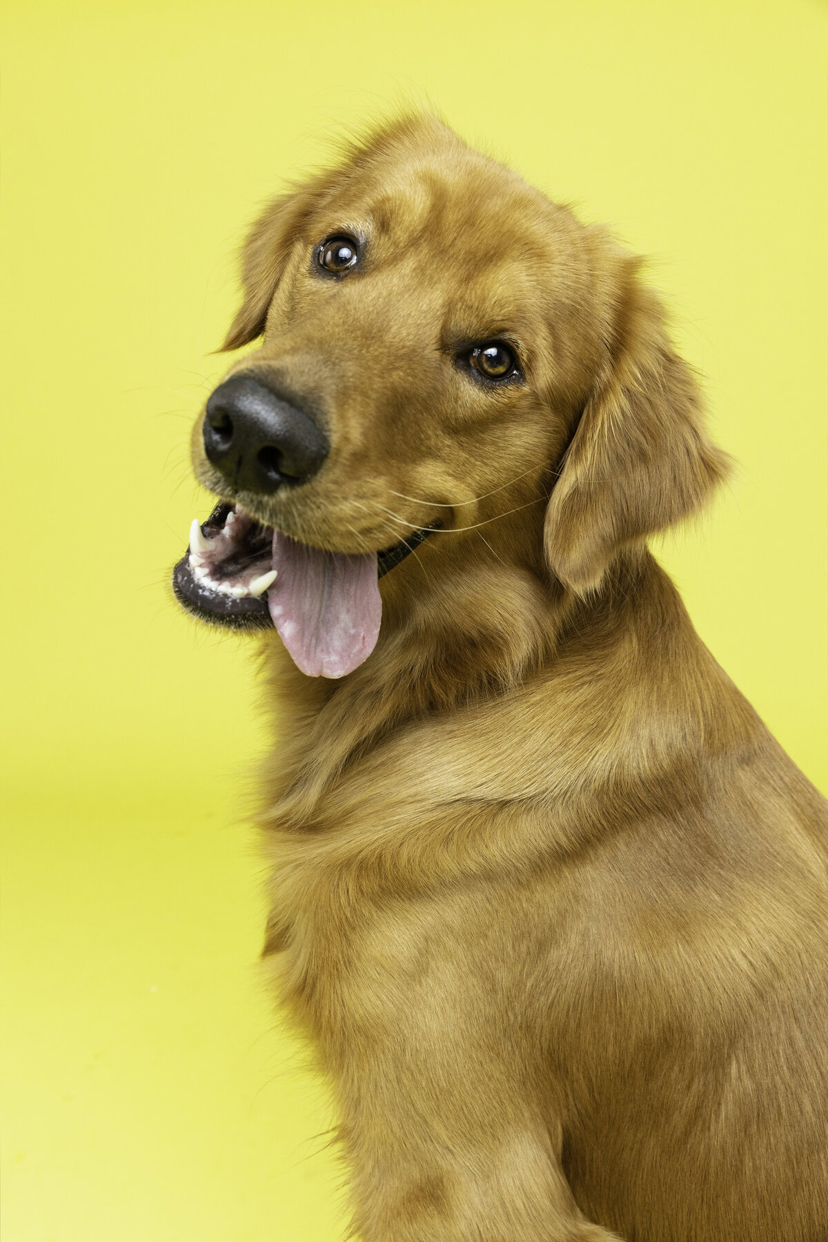 Brinkley 2- The Beloved Pup