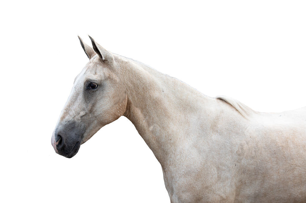 20230709_kya-photography-equestrian-photographer_0028