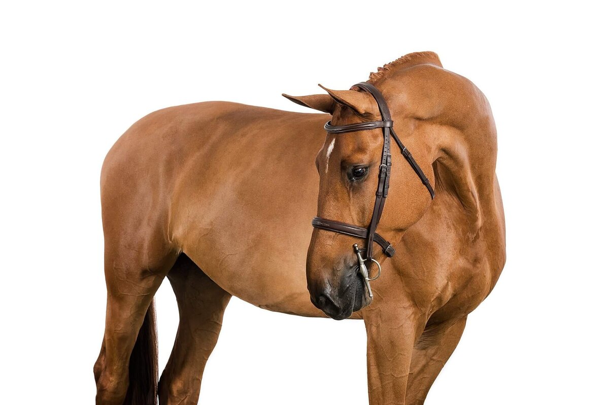 equine-white-background-pictures2024-10-04 at 10.06.57 PM 16