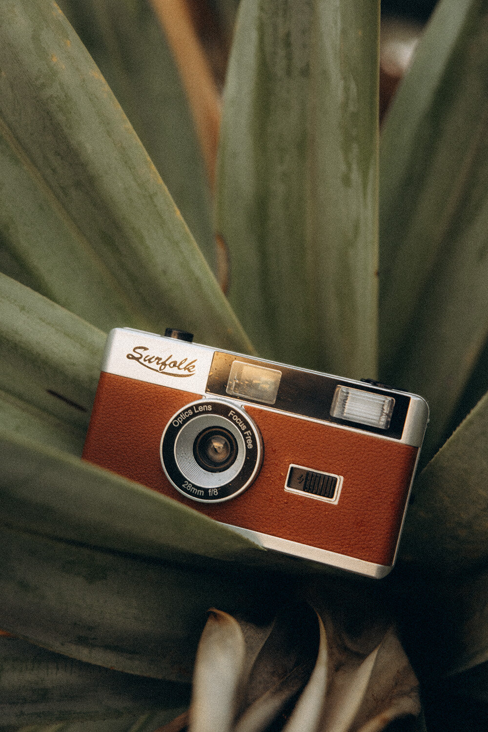Retro surf film camera in a palm tree on the beach at Noosa, Queensland 