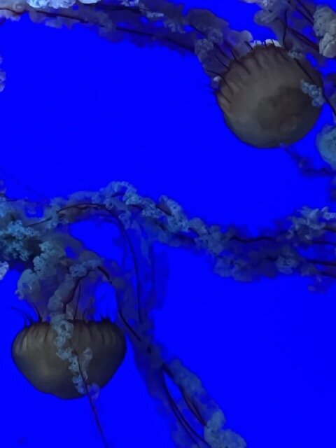 IMG_4419 Medium