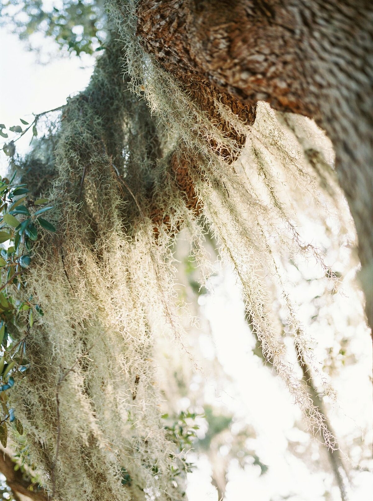 RIVER RETREAT AT HABERSHAM Beaufort SC Wedding Photography4