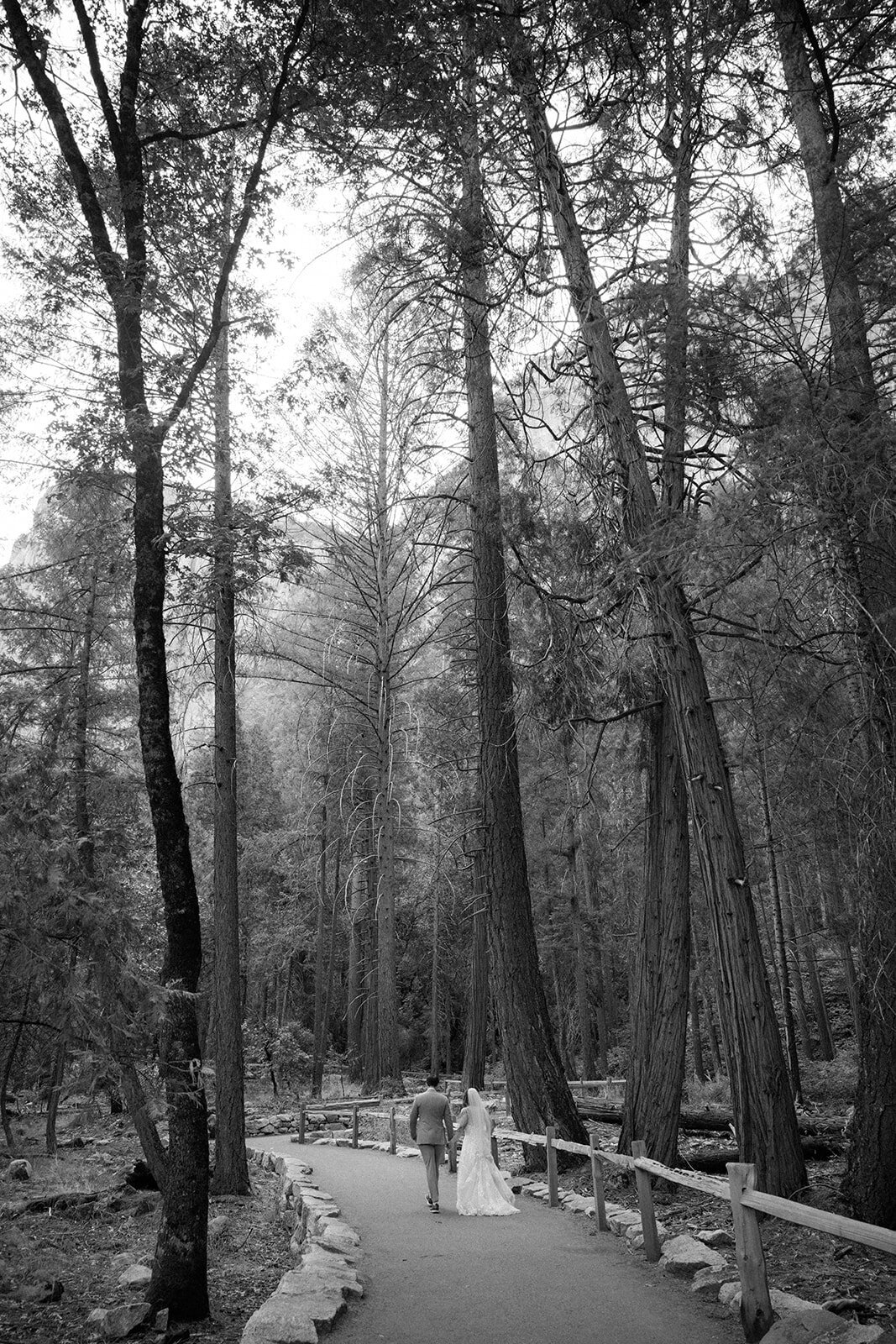 Recently married couple holds hands and walks through large fir trees in California. 