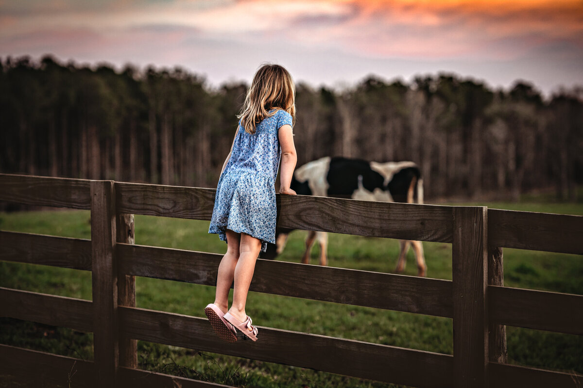 Young child in blue dress is climbing on a fence in Senoia, GA while she looks at a cow in the pasture.