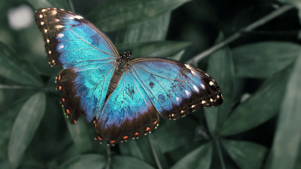 A blue butterfly to show transformation