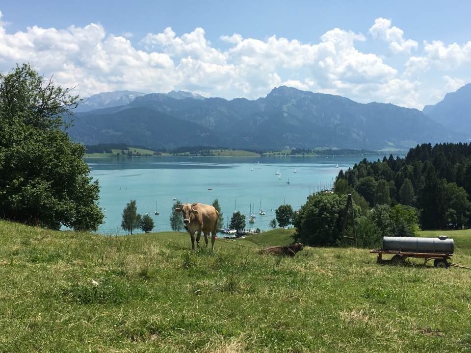 A cow overlooking a lake with mountain in background