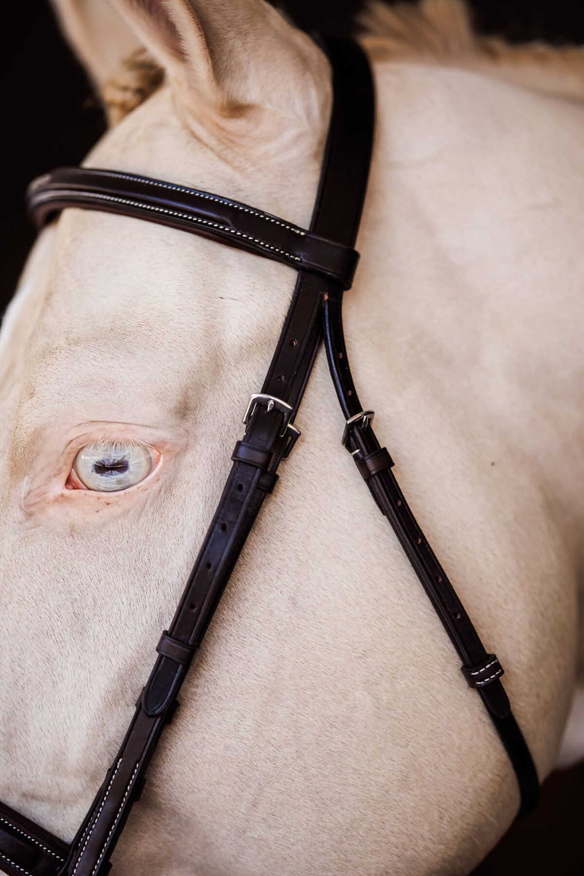 shires32