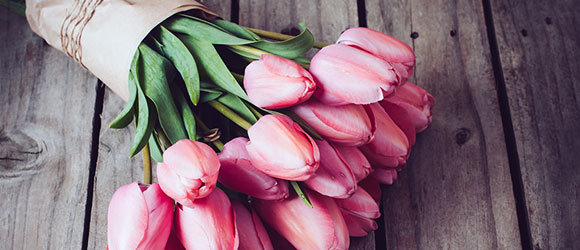 tulips-a-sign-of-spring