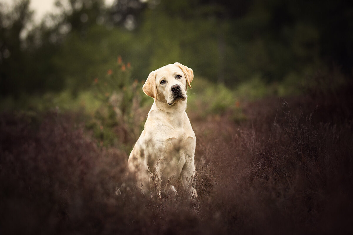 Labrador fotograaf