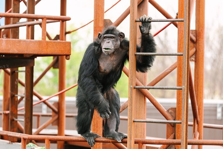 Chimps-2