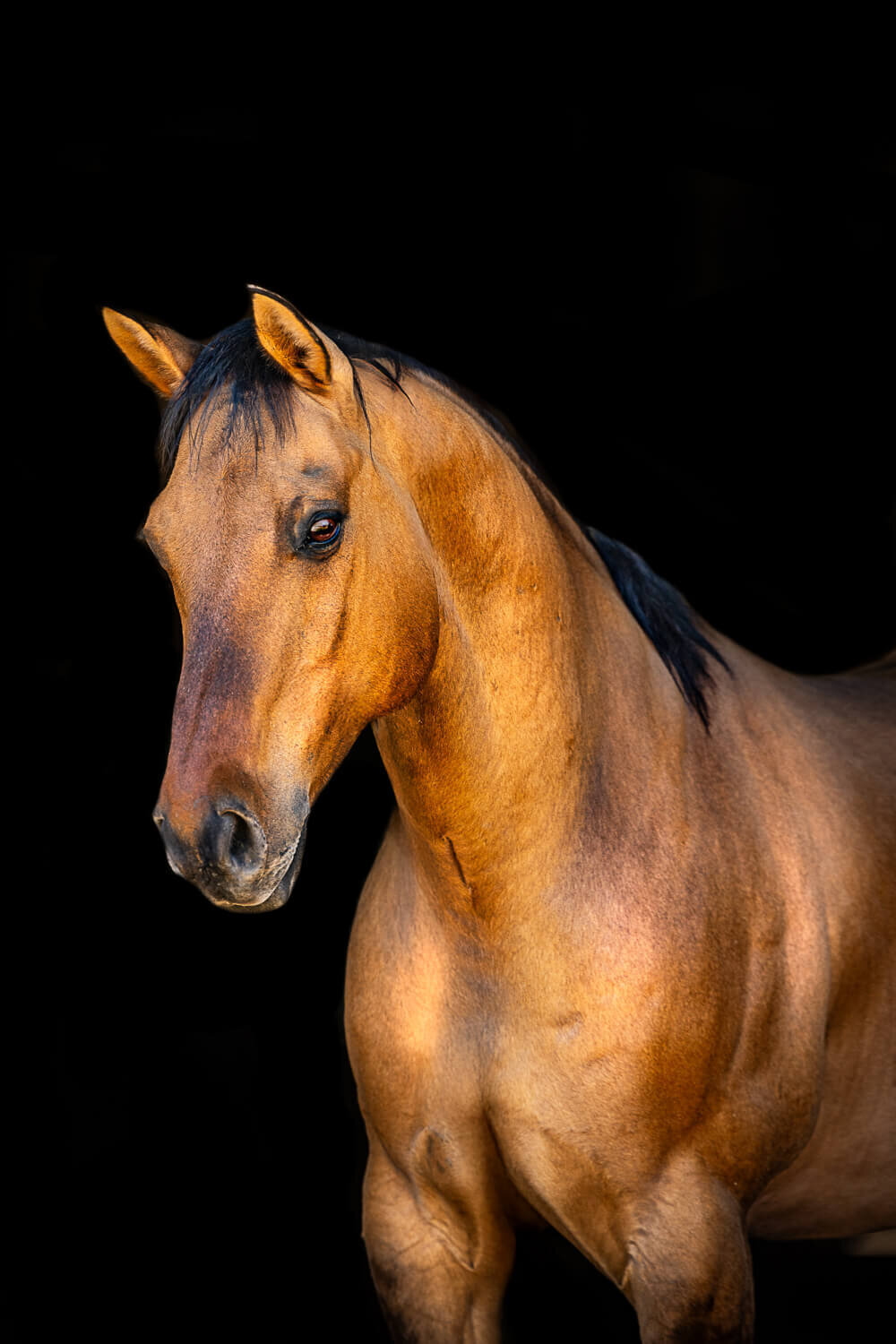 El-Paso-Texas-Black-Background-Horse-Photographer-004