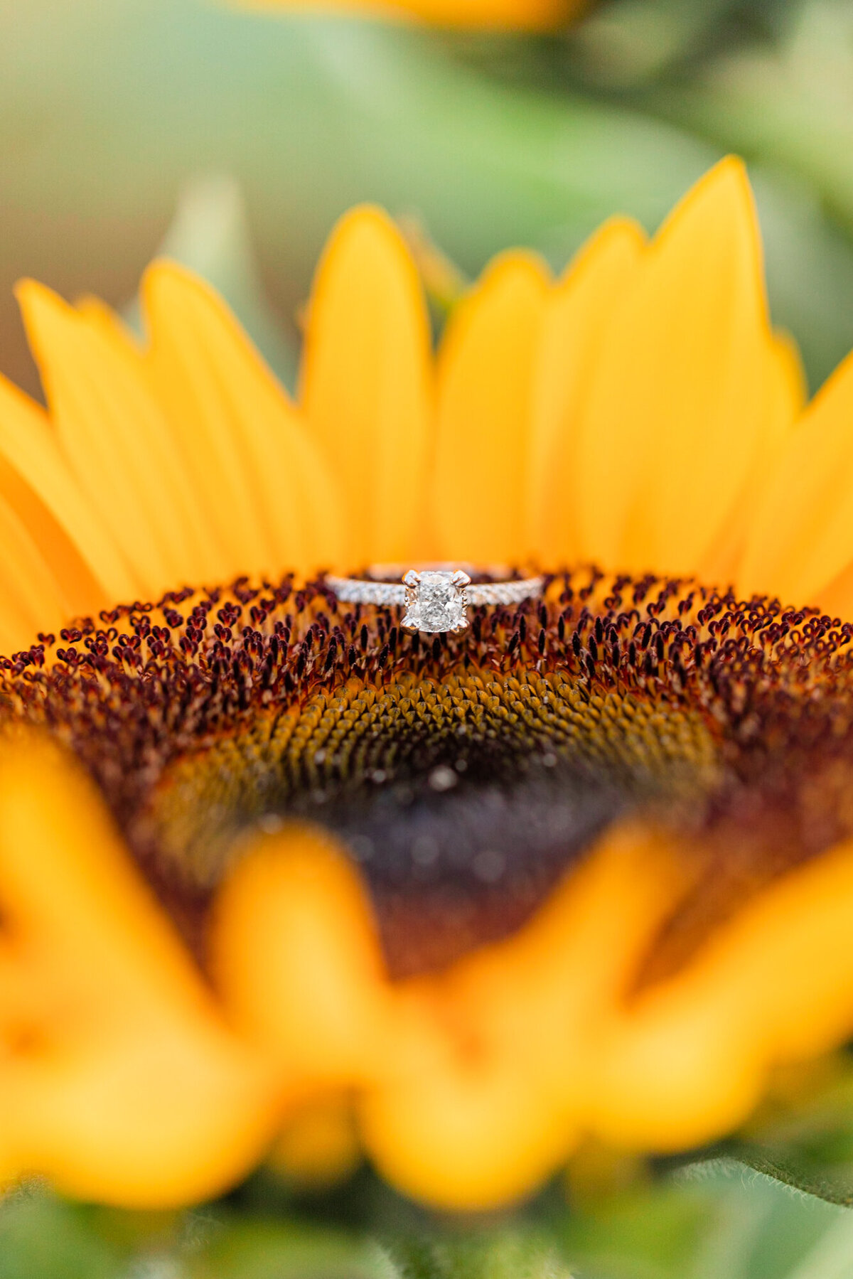 Knoxville Wedding Photographer