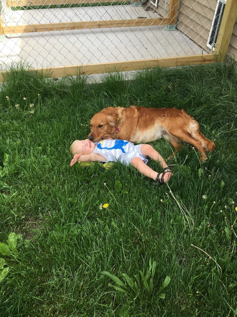 Appelgate-golden-retriever-puppies-Tess-22