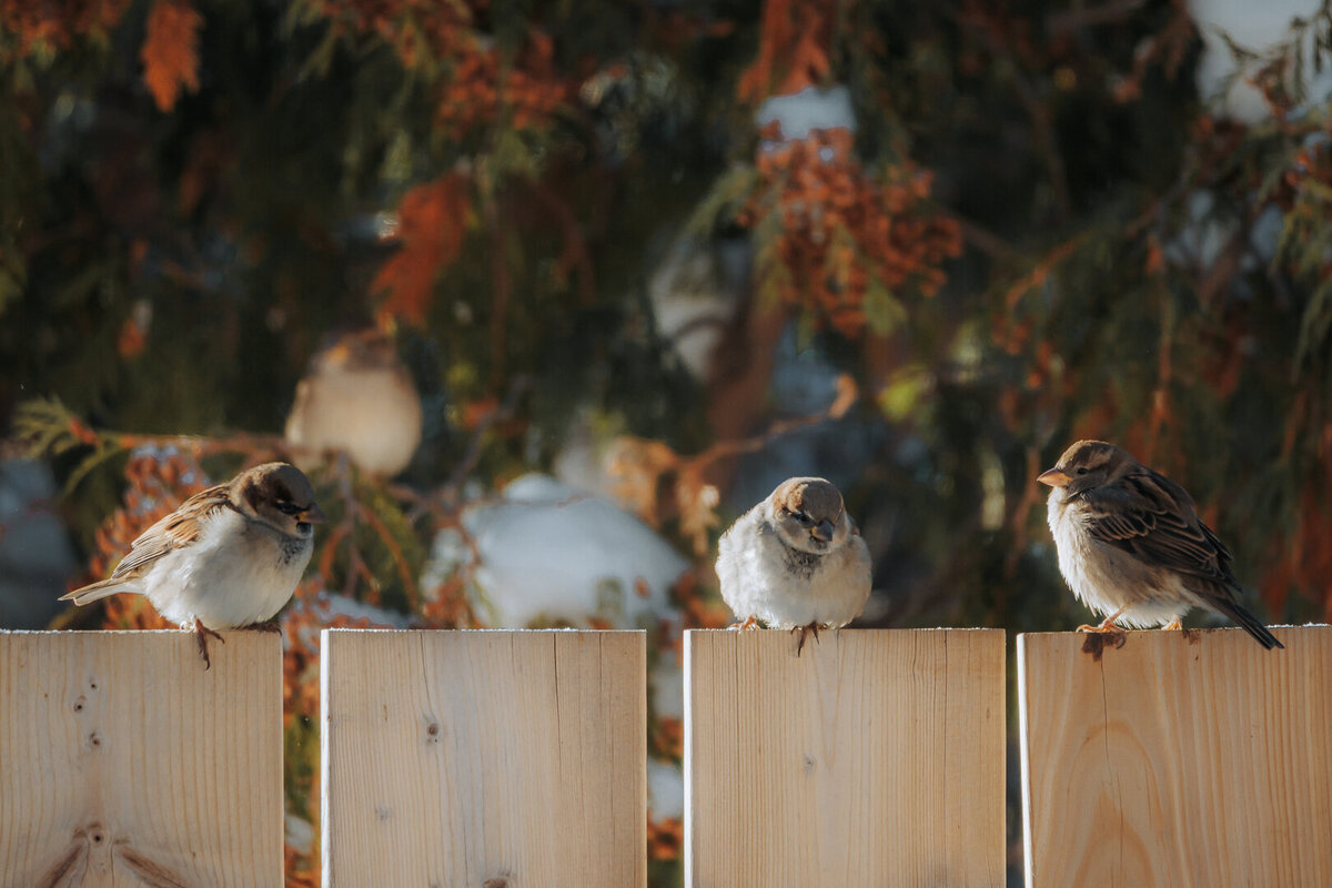 EDP Wildlife-221113-059