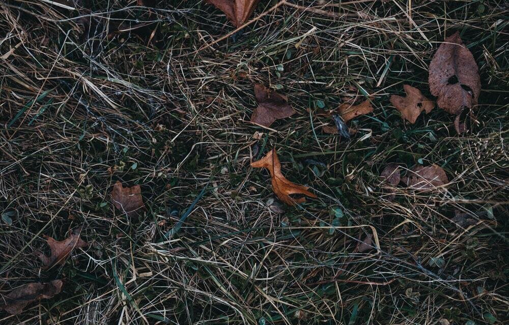 Green_Pastures_18