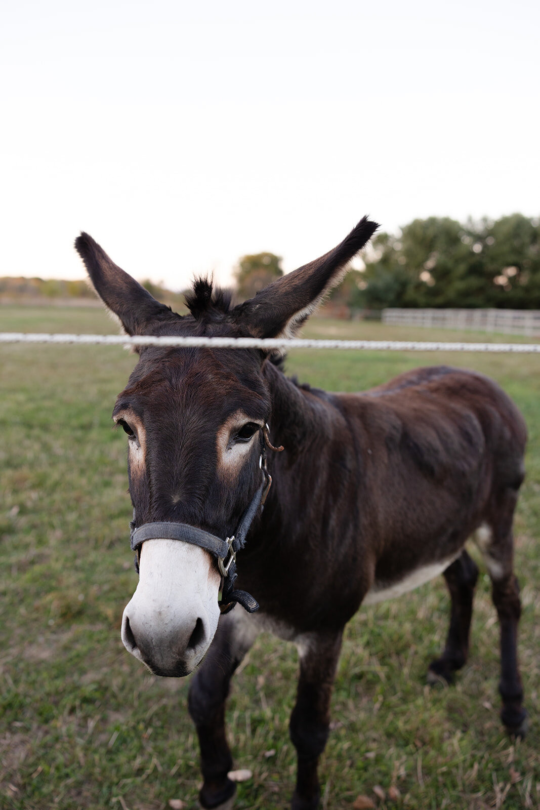 shank-family-2025-126