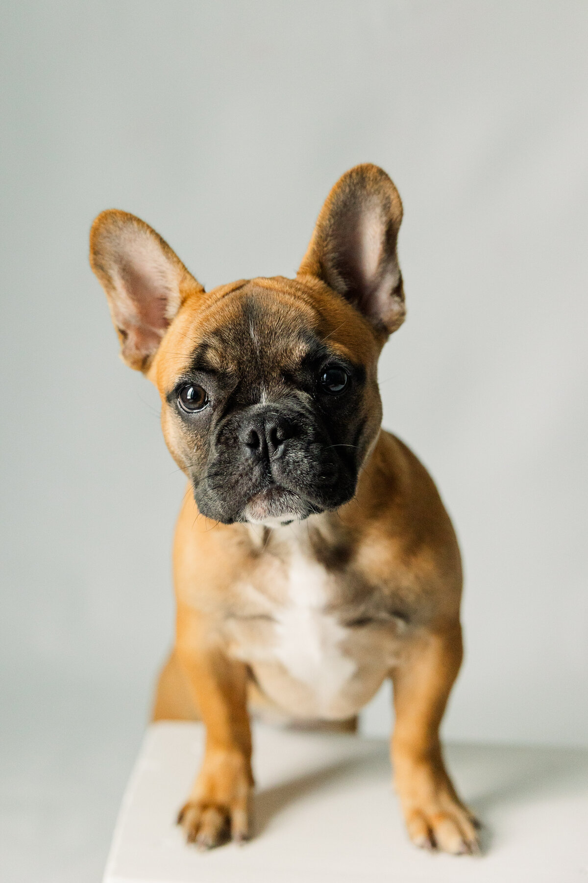 Pet Photographer Richmond Virginia