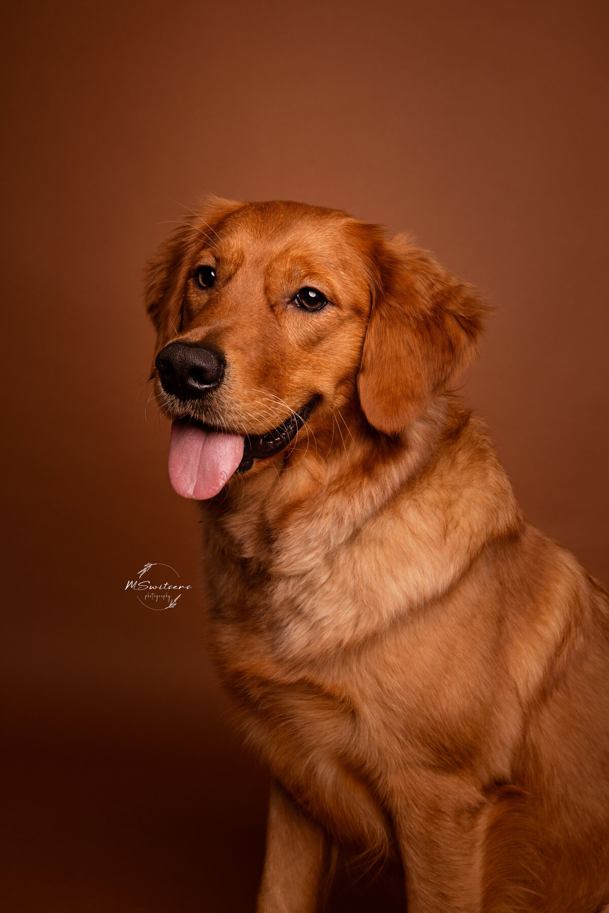 Golden retriever tijdens een hondenfotoshoot in de studio te Geel