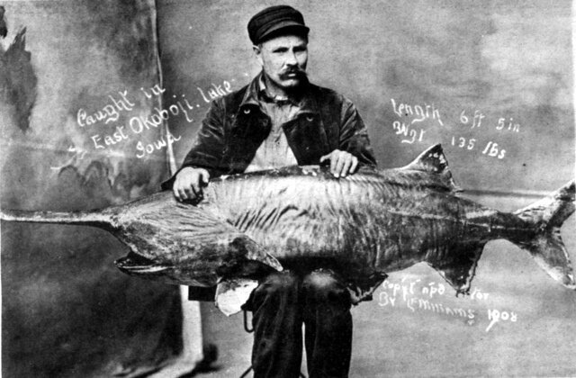 Fishing_Paddlefish 1908