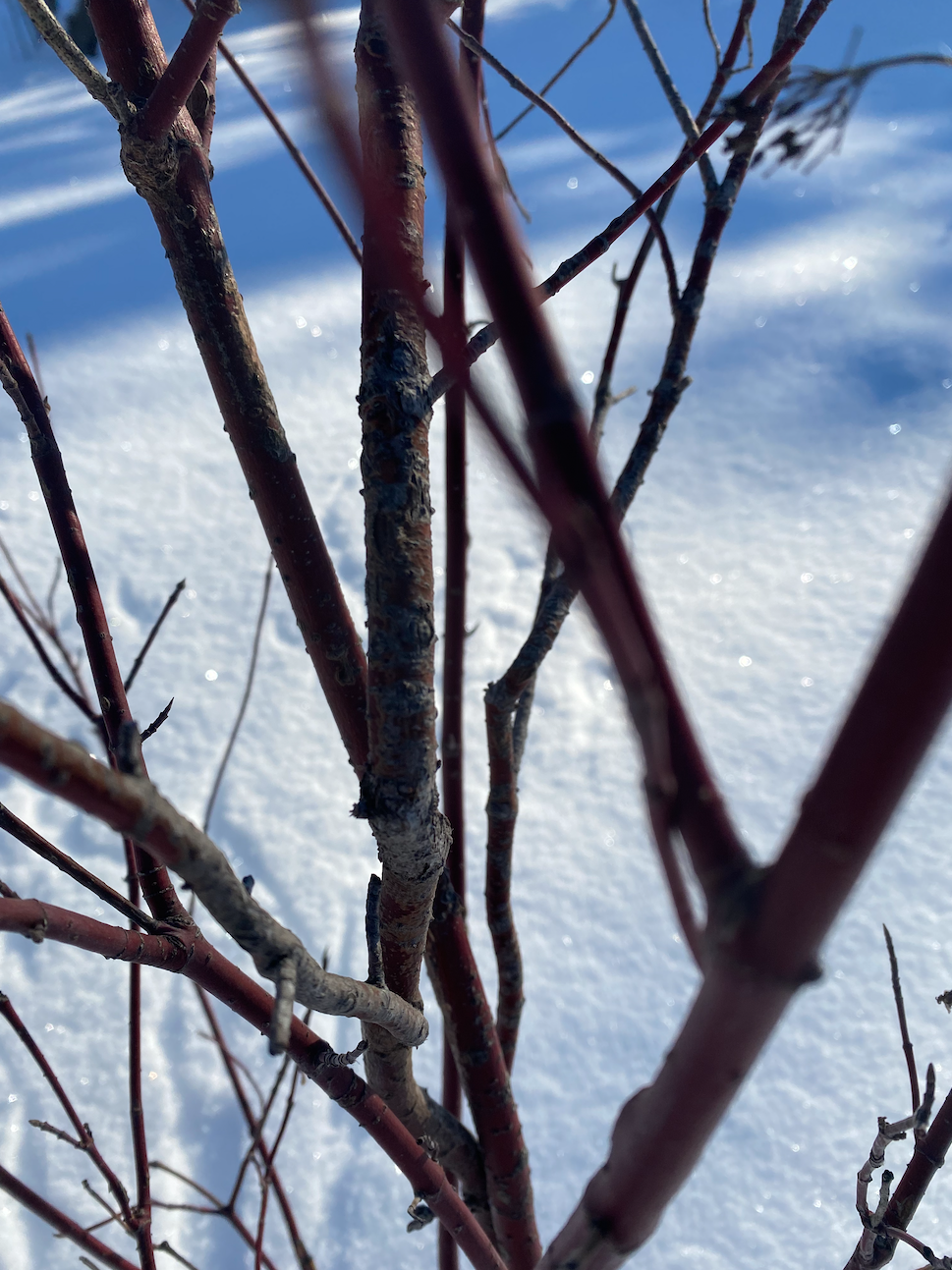 red dogwood ten lairs deep